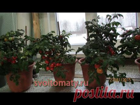д) Видео уроки по выращиванию томатов | Все про помидоры (томаты) - видео, фото, отзовы