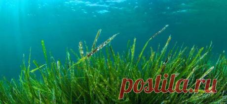 9 болезней, с которыми может расправиться 1 упаковка этих таблеток — Бабушкины секреты