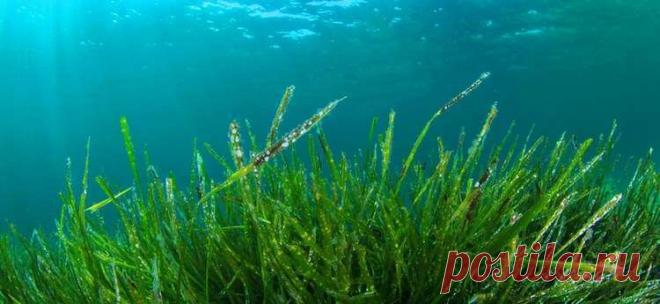 9 болезней, с которыми может расправиться 1 упаковка этих таблеток — Бабушкины секреты