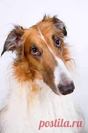 "Борзая" — слово, от которого пошло название породы, означает "резвая", или "проворная", "быстрая". Среди всех встречающихся у нас пород борзых русская борзая выделяется своей неповторимостью и своеобразием. Россия с древности является местом, где появилась и на протяжении столетий развивалась русская борзая. Безграничные просторы страны, несметные стаи хищных зверей, в особенности волков, требовали наличия крупной, выносливой борзой, сильной и отважной.