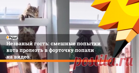 Незваный гость: смешные попытки кота пролезть в форточку попали на видео Уровень самоуверенности, к которому стоит стремиться.