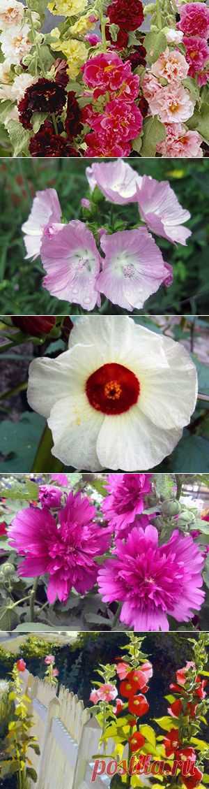 МАЛЬВА МНОГОЛЕТНЯЯ,ДВУЛЕТНЯЯ ИЛИ ШТОК-РОЗА.ЕЩЁ ЕЁ НАЗЫВАЮТ ПРОСВИРНИК.