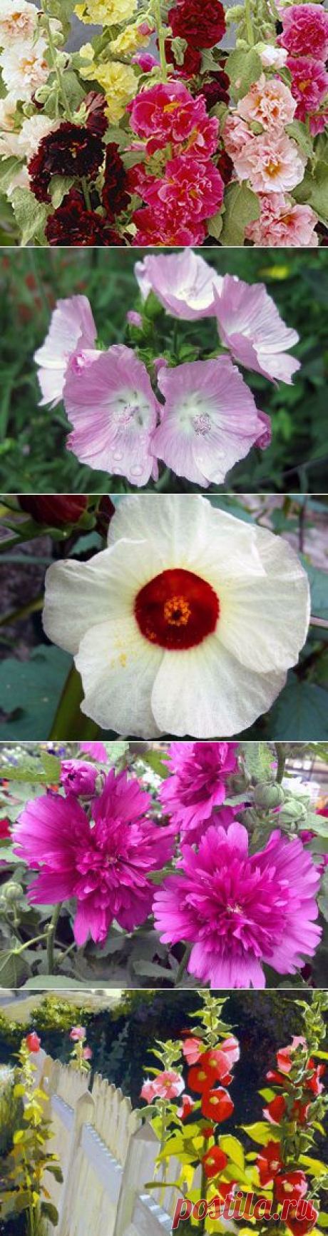 МАЛЬВА МНОГОЛЕТНЯЯ,ДВУЛЕТНЯЯ ИЛИ ШТОК-РОЗА.ЕЩЁ ЕЁ НАЗЫВАЮТ ПРОСВИРНИК.