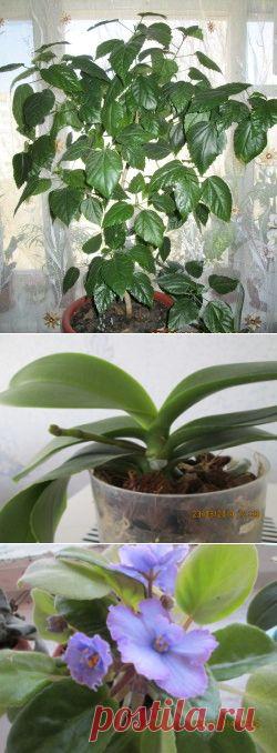 Горячий душ для комнатных растений | Комнатные цветы