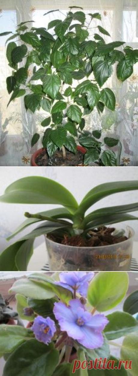 Горячий душ для комнатных растений | Комнатные цветы