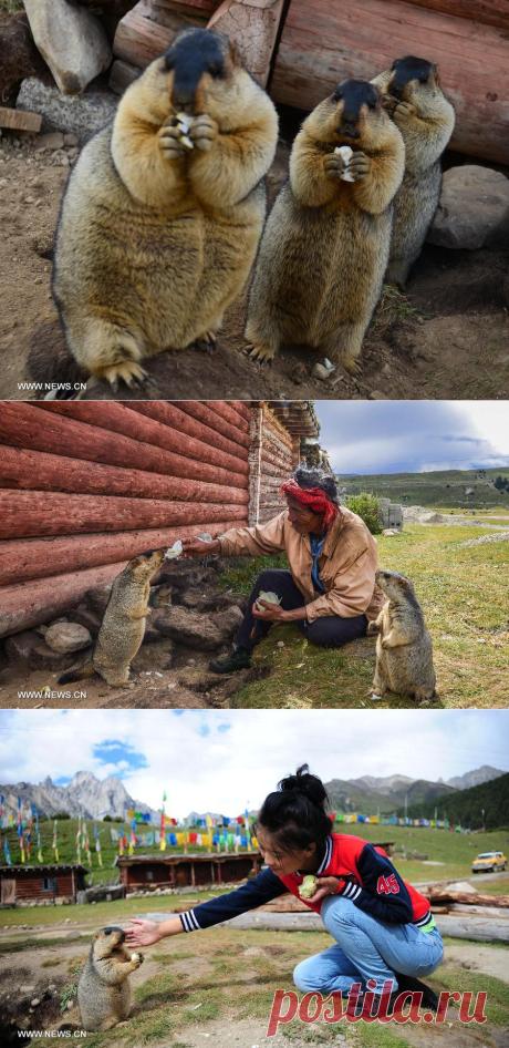 Лучшие фотографии со всего света - 20 ручных сурков