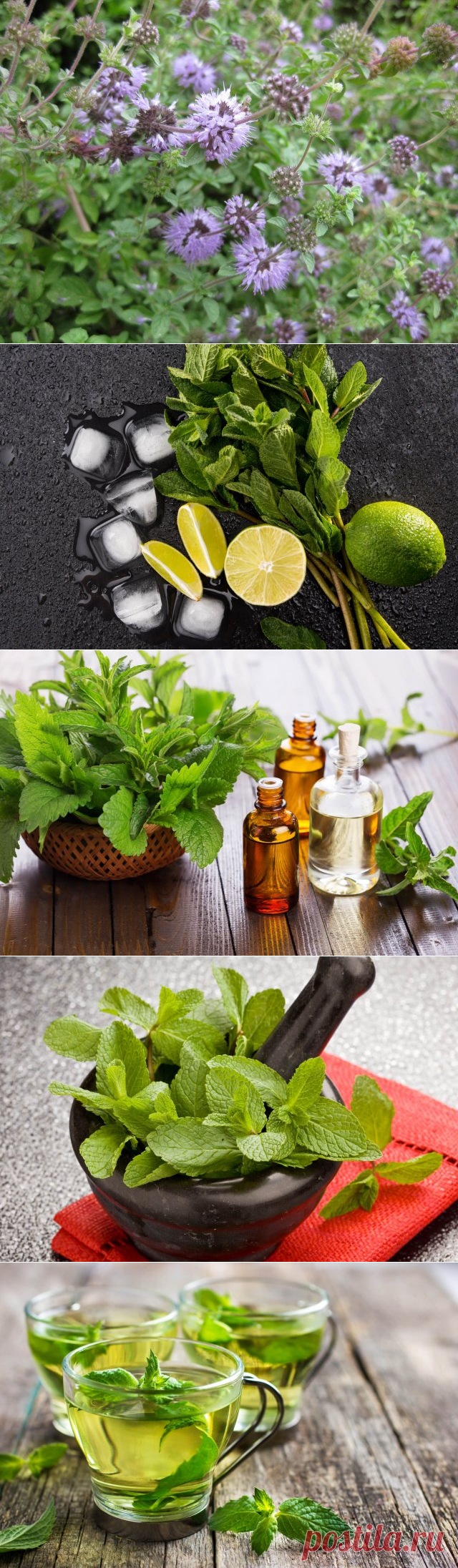 14 причин посадить мяту на своем участке | Полезно (Огород.ru)