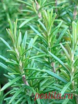 Выращивание пряных трав на огороде дачи: фото, названия и описания