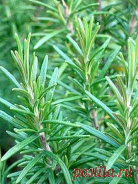 Выращивание пряных трав на огороде дачи: фото, названия и описания