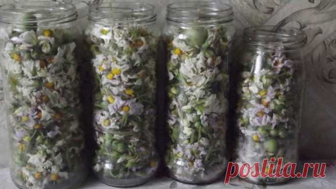 Картофельный цвет — дар Божий. Повторяйте курс лечения до тех пор, пока не будете бегать как 18-летние