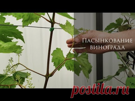 Все что нужно знать о пасынковании винограда. Первая чеканка