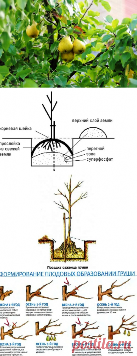 Груша: посадка, выращивание, уход, фото, выбираем сорт, место,