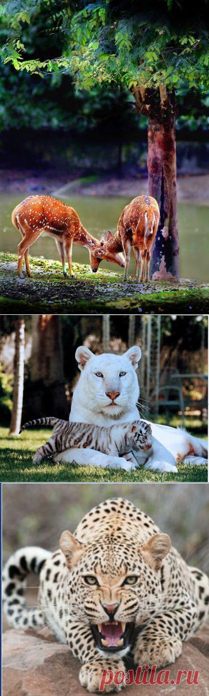 Интересное фото и видео – Фото: Животные – Community – Google+