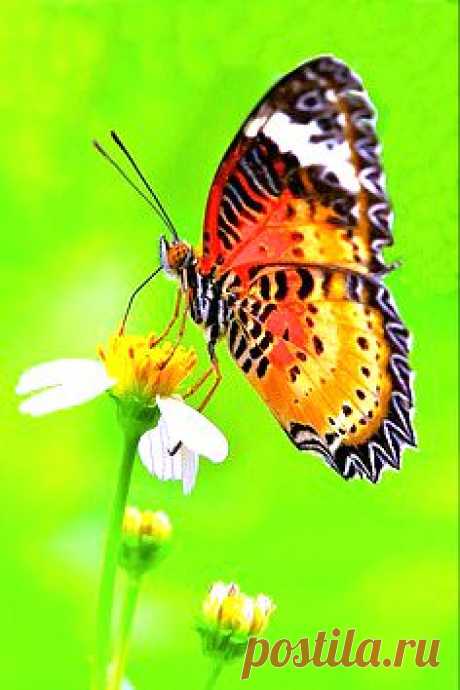 бабочка