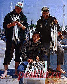 Морская рыбалка на Балтике - дорш и авиамарин