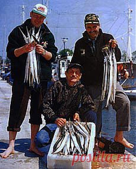 Морская рыбалка на Балтике - дорш и авиамарин