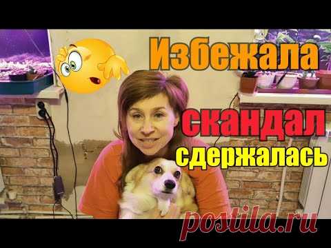 Варю сыр и болтаю//Полезное про собак👍//Я мудрею🤦‍♀️//Сгущенка вместо майонеза