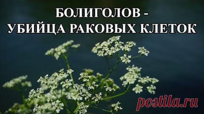 Как я делаю настойку болиголова.