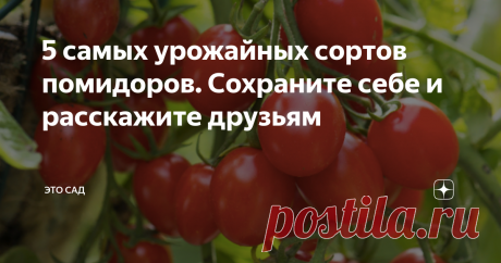 Я выбираю только те сорта, которые не подвержены болезням, устойчивы к перепадам температур и не привередливы в уходе.