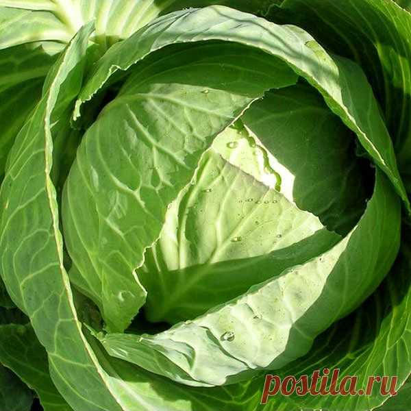 Блошку как ветром сдуло — FloweryVale.ru