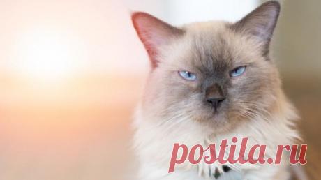 Как кот может демонстрировать привязанность к своему хозяину?
