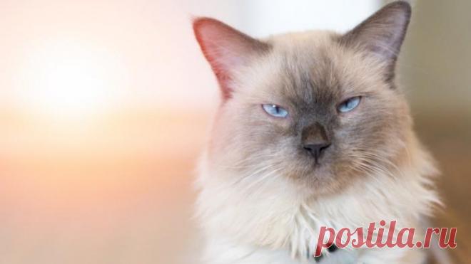 Как кот может демонстрировать привязанность к своему хозяину?