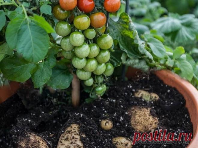 Растения, которые нельзя выращивать рядом