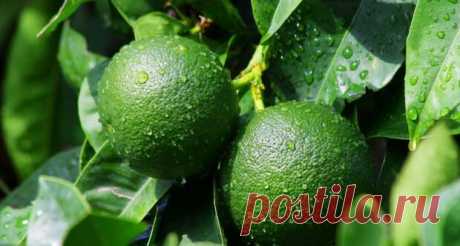 Санбокан: редкий японский фрукт, который столетиями рос только в одном замке - ТАЙНЫ ВСЕЛЕННОЙ - медиаплатформа МирТесен Когда вы думаете о японской кухне, скорее всего, вы вряд ли вспомните о цитрусовых. Но Япония производит самые разнообразные сорта цитрусовых, и после соли кислый сок цитрусовых является самой важной приправой в японской кухне. Его используют для придания яркости вкусу почти любого блюда, включая