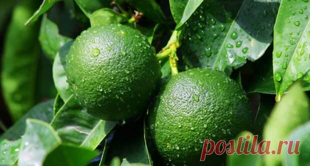 Санбокан: редкий японский фрукт, который столетиями рос только в одном замке - ТАЙНЫ ВСЕЛЕННОЙ - медиаплатформа МирТесен Когда вы думаете о японской кухне, скорее всего, вы вряд ли вспомните о цитрусовых. Но Япония производит самые разнообразные сорта цитрусовых, и после соли кислый сок цитрусовых является самой важной приправой в японской кухне. Его используют для придания яркости вкусу почти любого блюда, включая