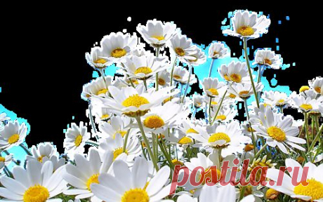 Медвеженок Кнут