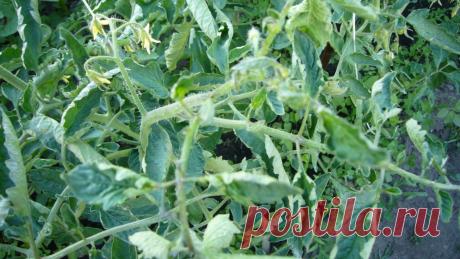 Скручиваются листья помидоров: что делать?