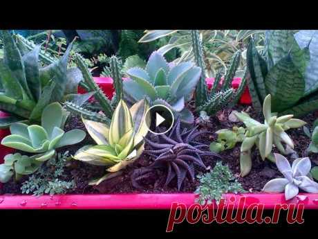 Композиции из суккулентов, садик в горшке!!! Мои #суккуленты My #Succulents. #Доминикана. Всем Салют!!! И приятного просмотра!!!Я очень люблю суккуленты, поэтому я решила создать композицию в которую входят:#Эхеверия Beverlya - Echeveria Be...