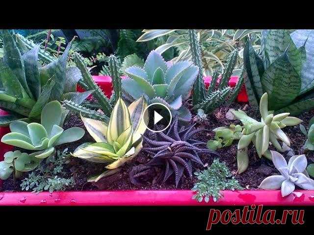 Композиции из суккулентов, садик в горшке!!! Мои #суккуленты My #Succulents. #Доминикана. Всем Салют!!! И приятного просмотра!!!Я очень люблю суккуленты, поэтому я решила создать композицию в которую входят:#Эхеверия Beverlya - Echeveria Be...