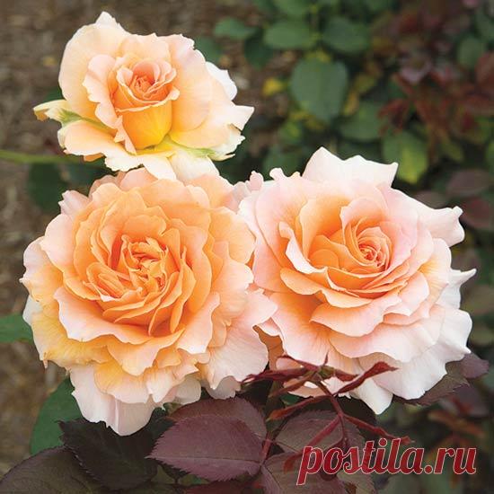 The Most Fragrant Roses for Your Garden  Fill your garden with sweet scents and beautiful blooms with these amazingly fragrant flowers.