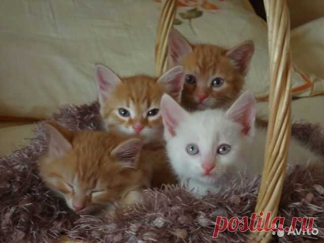 Сибирские котики - купить, продать или отдать в Красноярском крае на Avito — Бесплатные объявления на сайте Avito