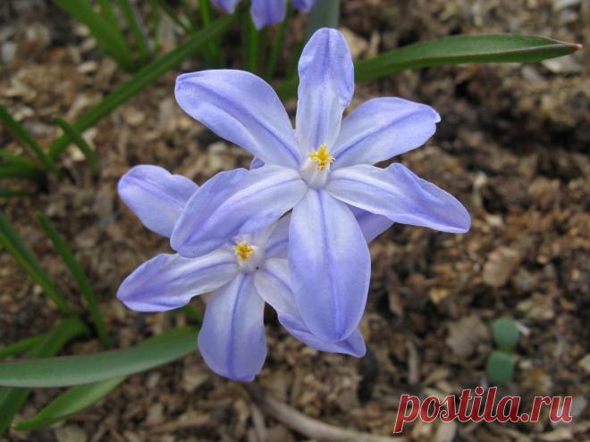 Голубые звёздочки мои... - ♥tatik♥(Татьяна) — я.ру