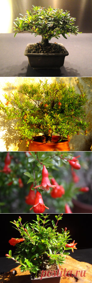 Комнатный гранат: фото, советы и рекомендации по уходу.