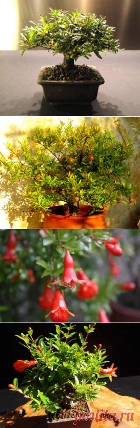 Комнатный гранат: фото, советы и рекомендации по уходу.