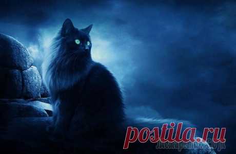 Кошки и незримое