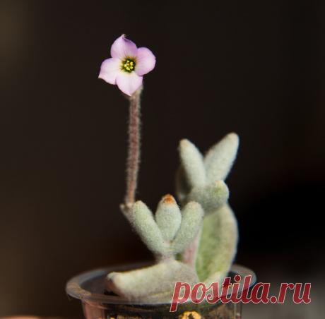 Kalanchoe Tomentosa и другие пушистые каланхоэ | Succulent life | Яндекс Дзен
