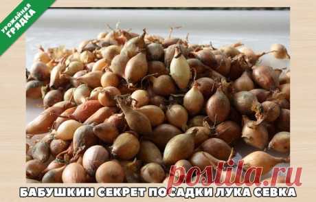 Бабушкин секрет посадки лука 

Покупала я у одной бабушки семена лука не чернушку, а уже маленькие луковички, тут сорт не имеет значения. 
И она дала совет как его правильно садить.

Я сажу лук уже несколько лет и очень благодарна бабушке за ее подсказку. 
Просушиваю луковички и с недельку прогреваю при температуре 20 – 25 градусов. 
Перед самой посадкой замачиваю на три часа в подсоленной воде – одна столовая ложка на один литр теплой воды. 
Затем промываю и опять замачив...