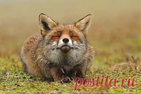 Автор фото Розелин Раймонд Счастливый лис
