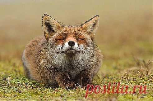 Автор фото Розелин Раймонд Счастливый лис