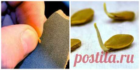 СКАРИФИКАЦИЯ — ОДИН ИЗ ЭТАПОВ ПОДГОТОВКИ СЕМЯН К ПОСЕВУ, О КОТОРОМ МАЛО КТО ЗНАЕТ — Копилочка полезных советов