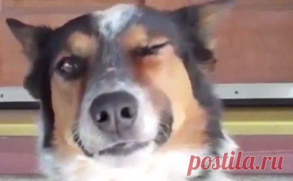 Даже собака умеет больше чем ты!