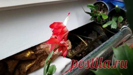 Как заставить цвести декабристы-2 !!! Заставила таки!!! ))) - Садоводка