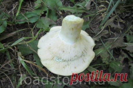 За что прозвали их груздями? Топ 3 "недогруздей" средней полосы | Это грибы! | Яндекс Дзен