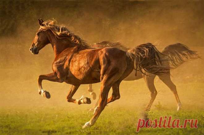 30 идеальных фотографий лошадей – грация, краса и сила