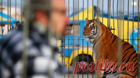 Тигр едва не растерзал дрессировщицу во время шоу в парке развлечений. Тигр ранил опытную дрессировщицу в австралийском парке развлечений, пишет The Guardian. Нападение случилось утром 1 сентября в парке развлечений Dreamworld в Голд-Кост. Представитель парка заявил, что инцидент произошел с участием одного ...