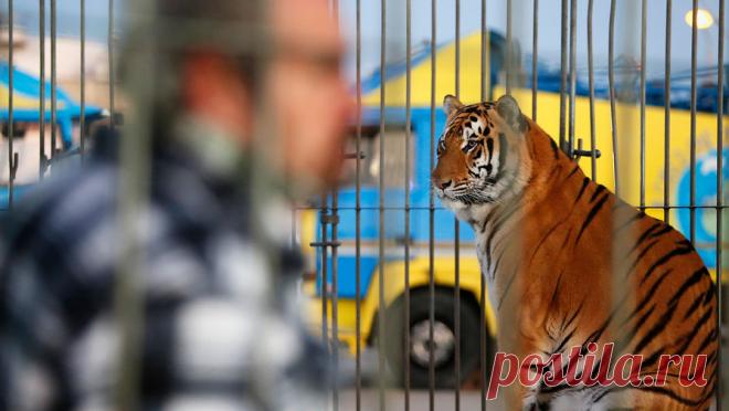 Тигр едва не растерзал дрессировщицу во время шоу в парке развлечений. Тигр ранил опытную дрессировщицу в австралийском парке развлечений, пишет The Guardian. Нападение случилось утром 1 сентября в парке развлечений Dreamworld в Голд-Кост. Представитель парка заявил, что инцидент произошел с участием одного ...